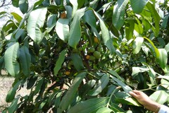 Garcinia xanthochymus